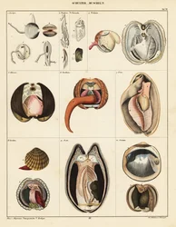 Anatomie von Muscheln (Lithographie)