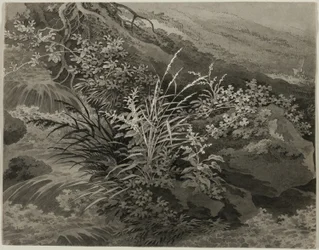 Ecke der Wiese mit Schilf und anderen Pflanzen
