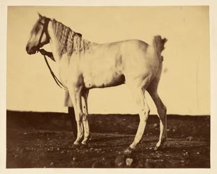 Pferd