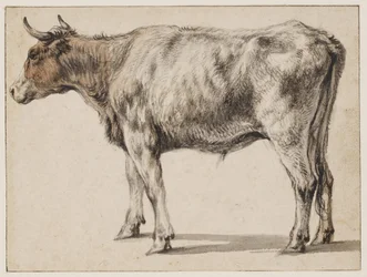 Ein stehender junger Stier