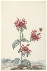 Eine rote Bergamotte in einer Landschaft