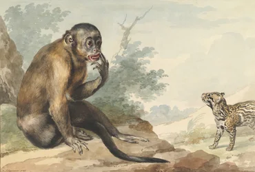 Ein Affe sitzt auf einem Felsen und schaut auf eine Zibetkatze, 1764