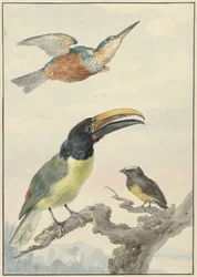 Drei Vögel: ein Eisvogel, ein Prinz von Wied