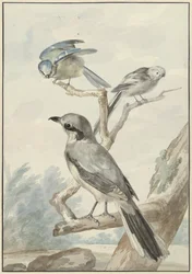 Drei Vögel: eine Schwanzmeise, eine Blaumeise und ein Raubwürger oder Großer Grauwürger