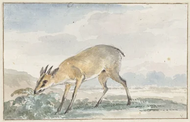 Guineisches Jufferböckchen oder Sylvicapra Grimmia