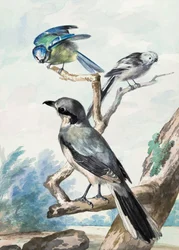 Drei Vögel