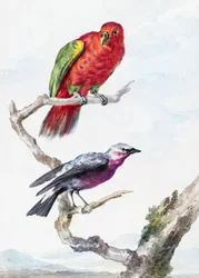 Zwei Vögel, darunter ein Rot-Grüner Papagei