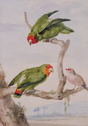 Zwei Rotgesicht-Liebesvögel und ein Wachsschnabel, 1756