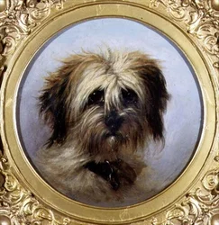 Ein Kopf eines Terriers