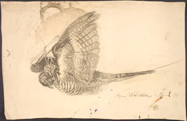 Studie eines toten Vogels