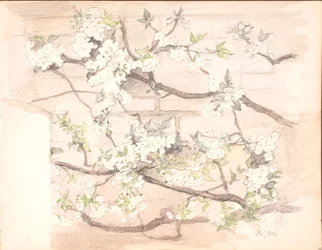 Apfelblüten