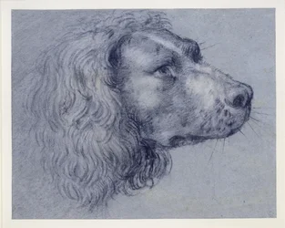 Kopfstudie eines Spaniels