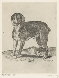 Stehender Hund