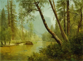Sonniger Wald
