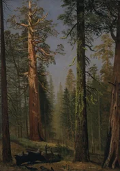 Der Grizzly Giant Sequoia, Mariposa Grove, Kalifornien