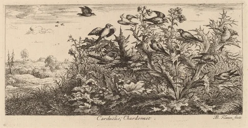 Carduelis, Der Stieglitz