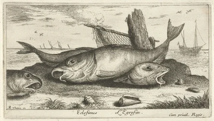 Drei Schellfische am Strand
