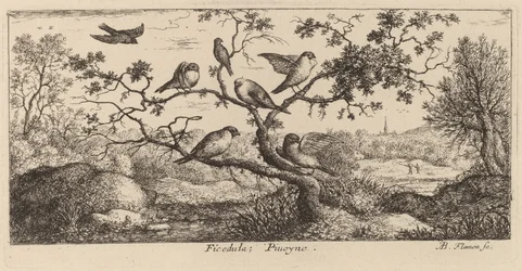 Ficedula, der Gimpel