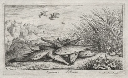 Süßwasserfische, Teil II: Epelanus, L