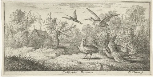 Landschaft mit Waldschnepfen. Rusticula. Schnepfe. (Titel auf dem Objekt). Vogelbuch (Serientitel)