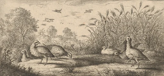 Perdix rubra, Perdix rouge Die Rothuhn: Livre d
