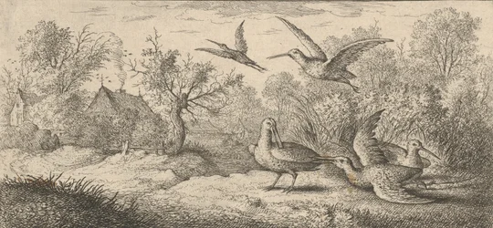 Rusticula, Waldschnepfe: Buch der Vögel, 1655-1660.
