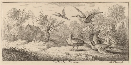 Rusticula, die Waldschnepfe