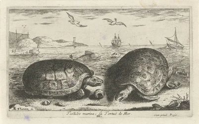 Zwei Schildkröten am Strand