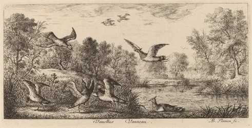 Vanellus, Der Kiebitz