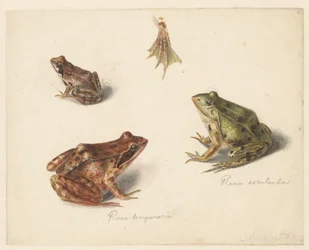 Blatt mit Studie eines braunen Landfrosches rechts, links ein grüner Wasserfrosch