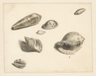 Studienblatt mit verschiedenen Muscheln