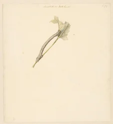 Studienblatt mit Raupe, Amphidasis Betularia