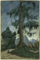 Landschaft mit Fichte