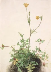 Butterblumen, Rotklee und Wegerich, 1526