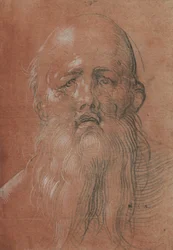 Kopf eines bärtigen Mannes