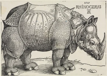Das Rhinozeros
