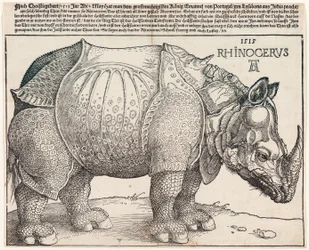 Das Nashorn