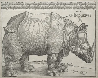Das Nashorn