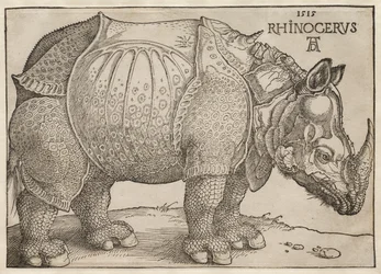 Das Rhinozeros