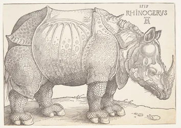 Das Nashorn