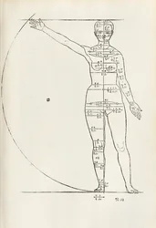 Weiblicher anatomischer Holzschnitt aus 