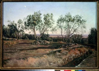 Olivenbäume nahe dem Friedhof von Albano
