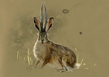 Fantastische Monster und Kreaturen, Kryptozoologie: Darstellung eines Jackalopes, eines legendären Tieres, halb Hase, halb Antilope (ein mythisches Tier, ein Eselhase mit Antilopenhörnern) - Zeichnung, 2012