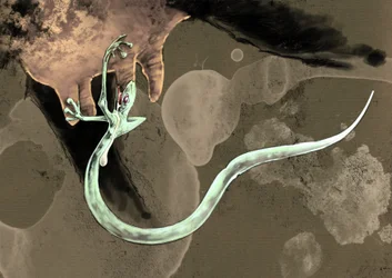 Fantastische Monster und Kreaturen, Kryptozoologie: Darstellung eines Tatzelwurms (oder Wurm mit Pfoten oder Arassas)
