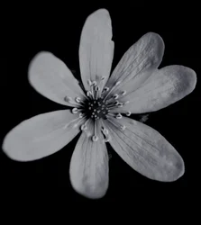 Ohne Titel