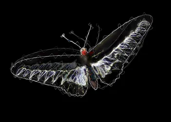 Schwarzer Schmetterling, 2020