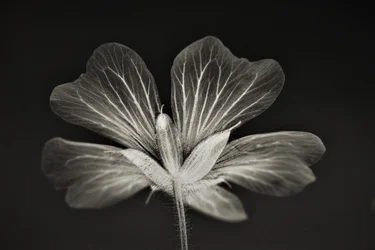 Klarheit