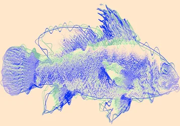 Fisch IV