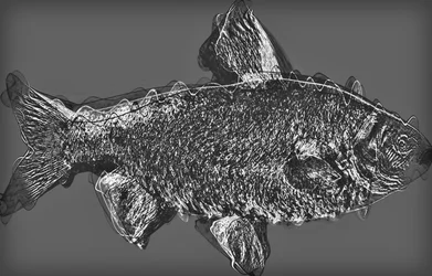 Fisch in Grau, 2020