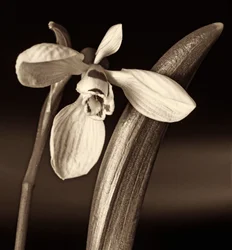 Komposition der Natur, 2019